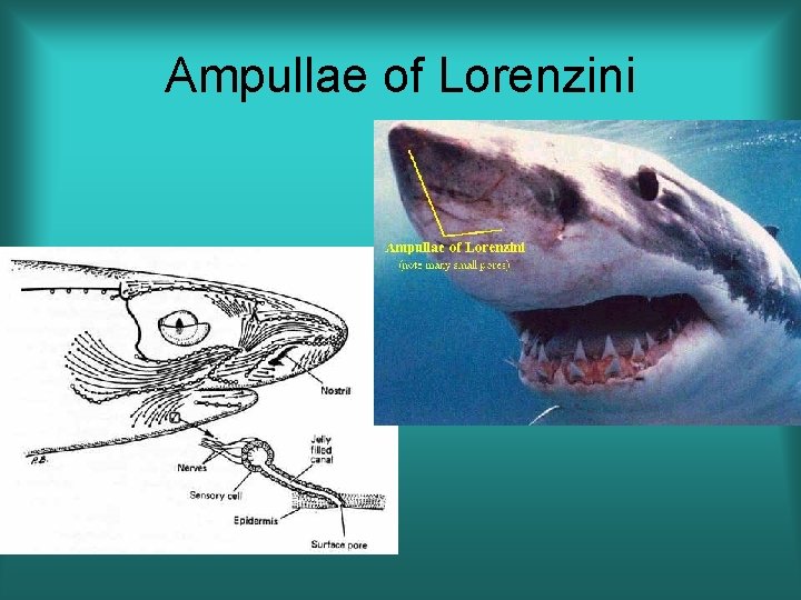 Ampullae of Lorenzini 