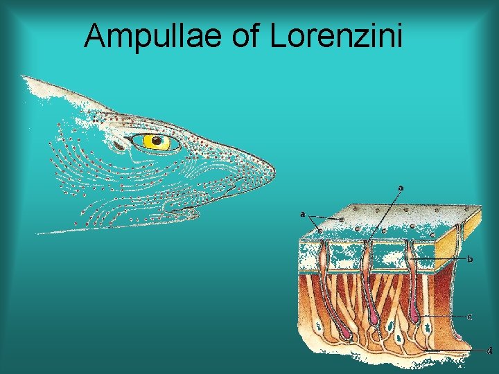 Ampullae of Lorenzini 