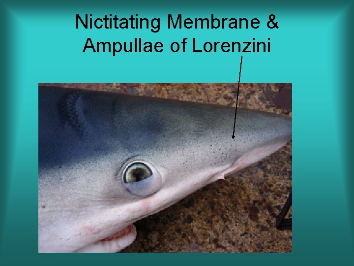 Nictitating Membrane & Ampullae of Lorenzini 