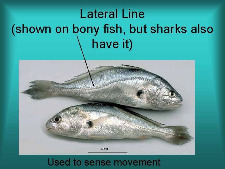 Lateral Line (shown on bony fish, but sharks also have it) Used to sense