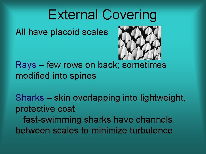 External Covering All have placoid scales Rays – few rows on back; sometimes modified