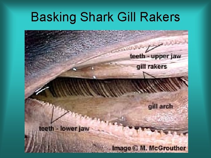 Basking Shark Gill Rakers 