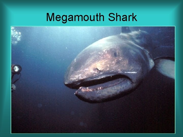 Megamouth Shark 