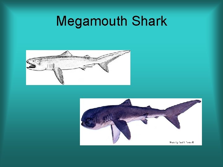 Megamouth Shark 