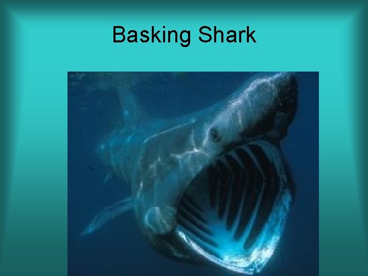 Basking Shark 