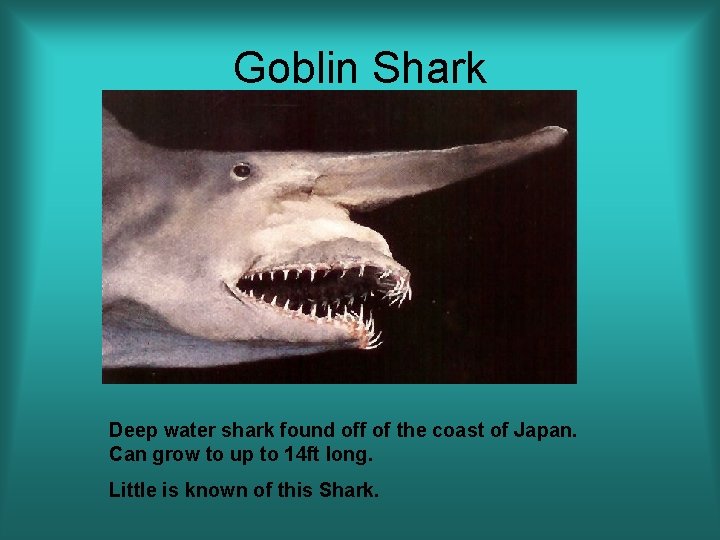 Goblin Shark Deep water shark found off of the coast of Japan. Can grow