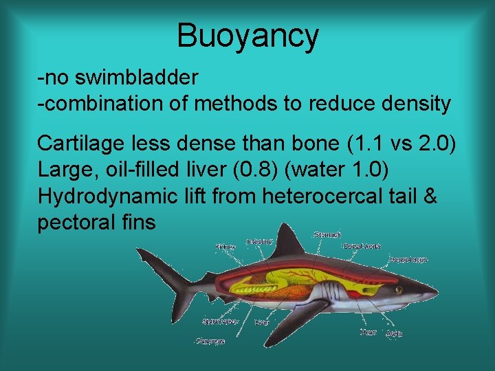 Buoyancy -no swimbladder -combination of methods to reduce density Cartilage less dense than bone
