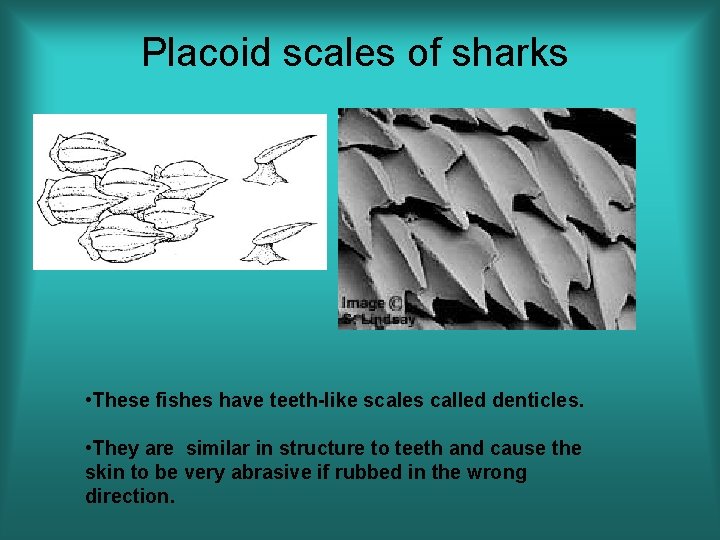 Placoid scales of sharks • These fishes have teeth-like scales called denticles. • They