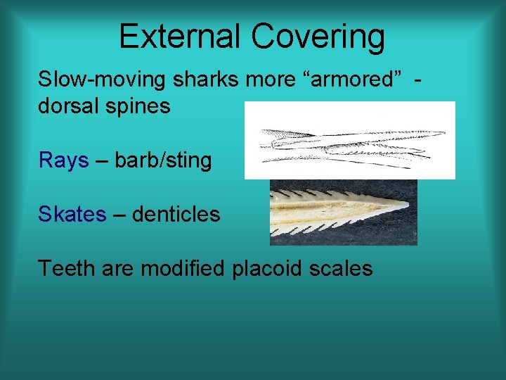 External Covering Slow-moving sharks more “armored” - dorsal spines Rays – barb/sting Skates –