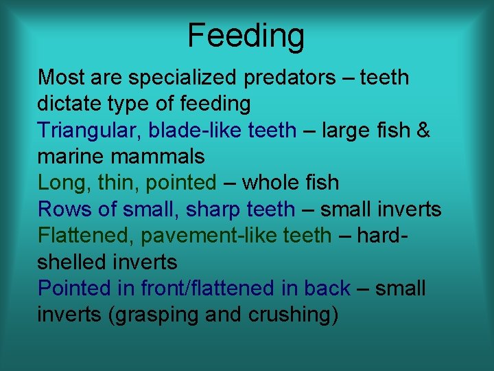 Feeding Most are specialized predators – teeth dictate type of feeding Triangular, blade-like teeth