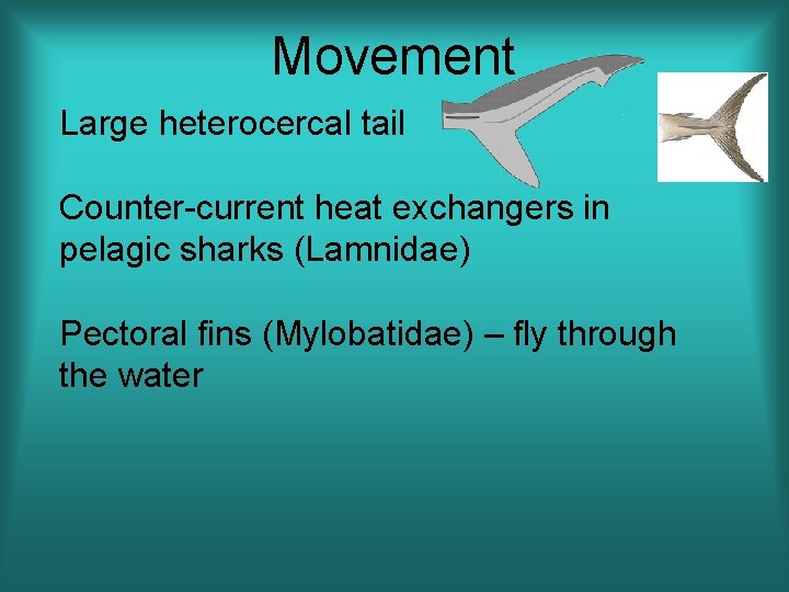 Movement Large heterocercal tail Counter-current heat exchangers in pelagic sharks (Lamnidae) Pectoral fins (Mylobatidae)