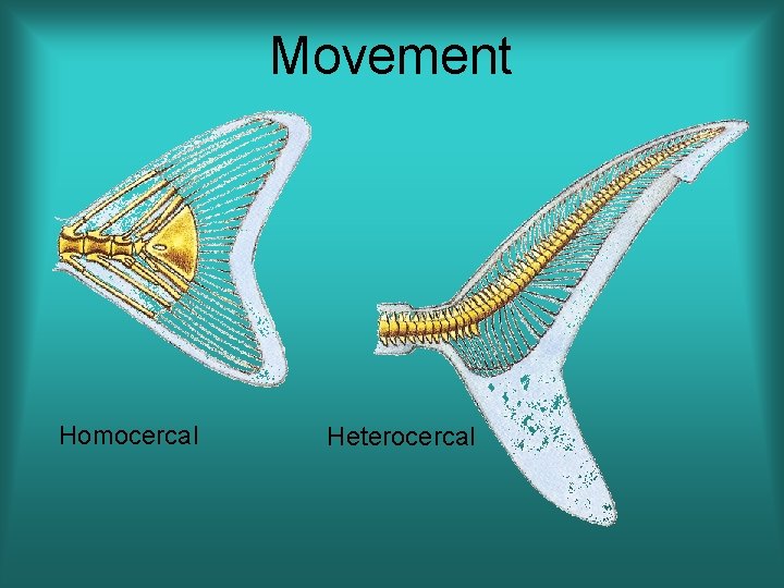 Movement Homocercal Heterocercal 