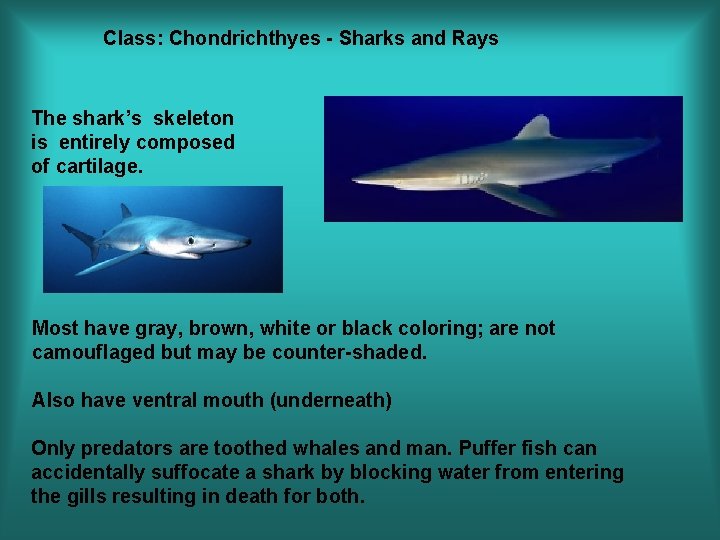 Class: Chondrichthyes - Sharks and Rays The shark’s skeleton is entirely composed of cartilage.