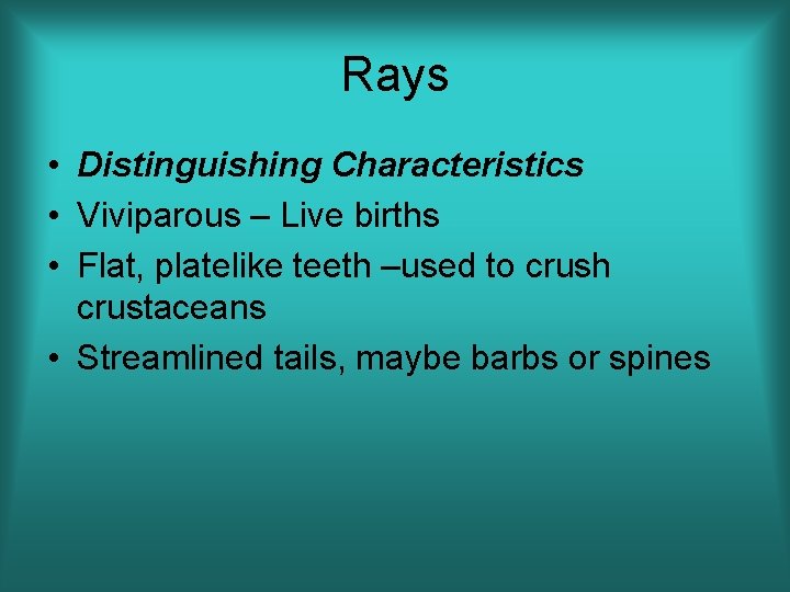 Rays • Distinguishing Characteristics • Viviparous – Live births • Flat, platelike teeth –used