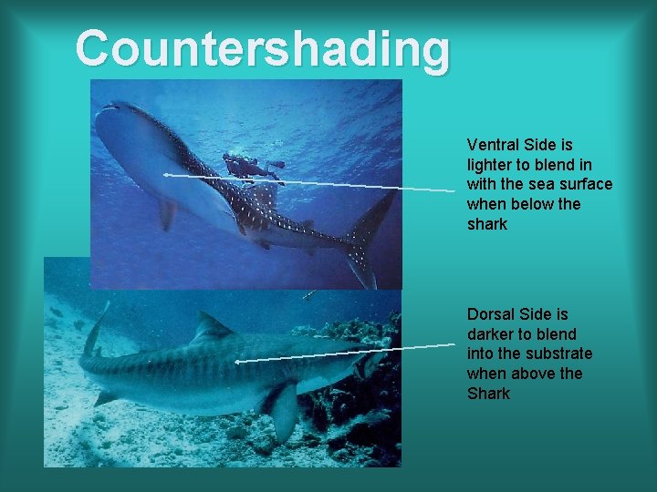 Countershading Ventral Side is lighter to blend in with the sea surface when below