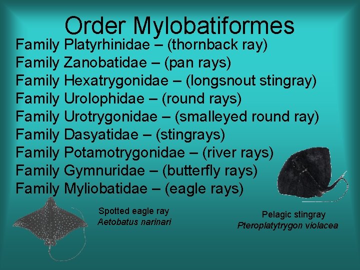 Order Mylobatiformes Family Platyrhinidae – (thornback ray) Family Zanobatidae – (pan rays) Family Hexatrygonidae