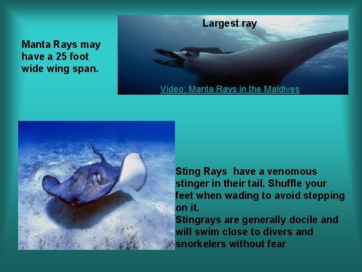 Largest ray Manta Rays may have a 25 foot wide wing span. Video: Manta