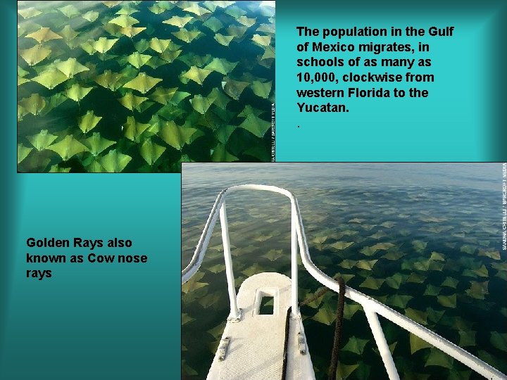The population in the Gulf of Mexico migrates, in schools of as many as