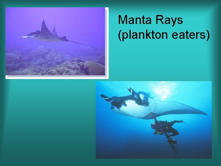 Manta Rays (plankton eaters) 