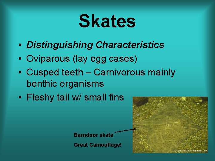 Skates • Distinguishing Characteristics • Oviparous (lay egg cases) • Cusped teeth – Carnivorous