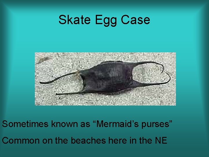 Skate Egg Case Sometimes known as “Mermaid’s purses” Common on the beaches here in