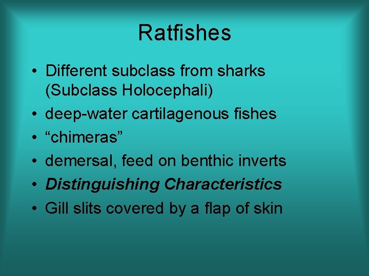 Ratfishes • Different subclass from sharks (Subclass Holocephali) • deep-water cartilagenous fishes • “chimeras”