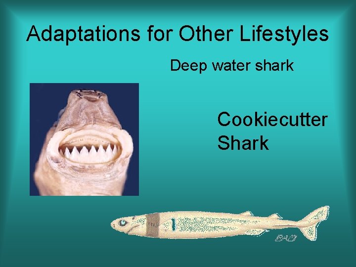 Adaptations for Other Lifestyles Deep water shark Cookiecutter Shark 