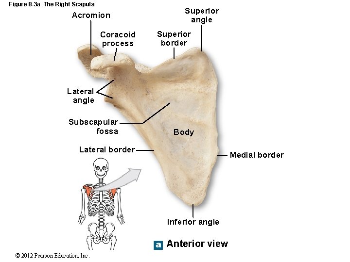 Figure 8 -3 a The Right Scapula Acromion Coracoid process Superior angle Superior border