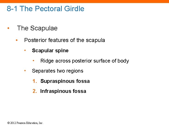 8 -1 The Pectoral Girdle • The Scapulae • Posterior features of the scapula