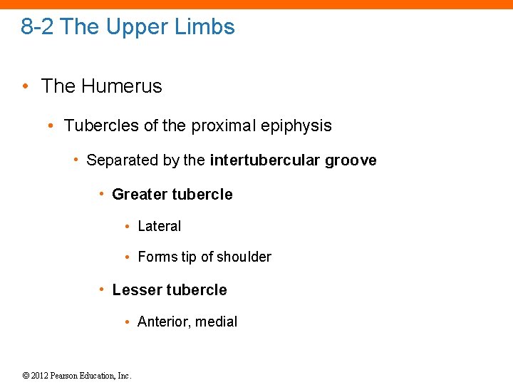 8 -2 The Upper Limbs • The Humerus • Tubercles of the proximal epiphysis 8 -2 The Upper Limbs • The Humerus • Tubercles of the proximal epiphysis