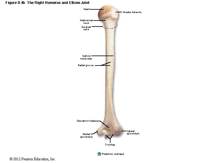 Figure 8 -4 b The Right Humerus and Elbow Joint Head Greater tubercle Anatomical