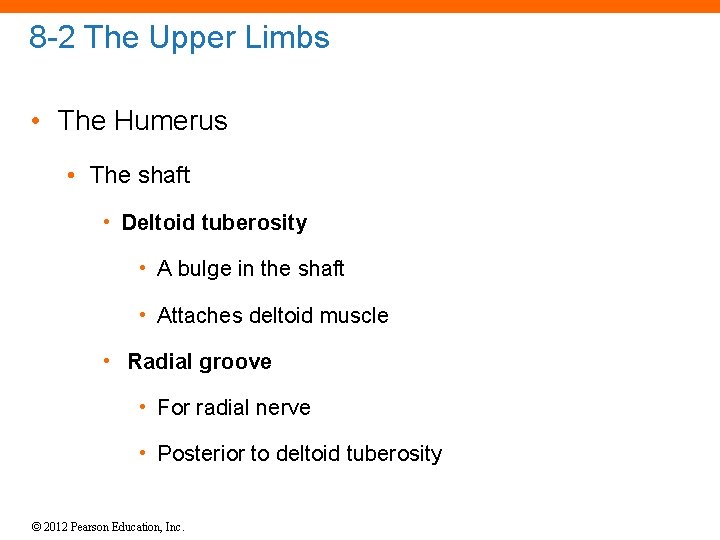 8 -2 The Upper Limbs • The Humerus • The shaft • Deltoid tuberosity