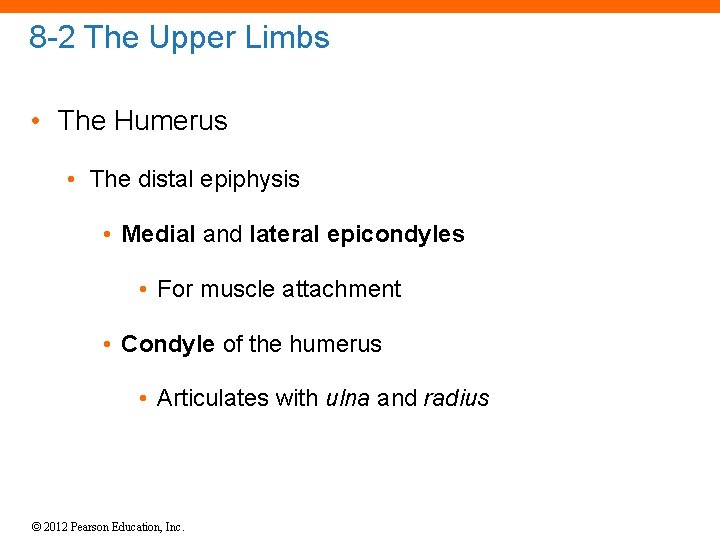 8 -2 The Upper Limbs • The Humerus • The distal epiphysis • Medial
