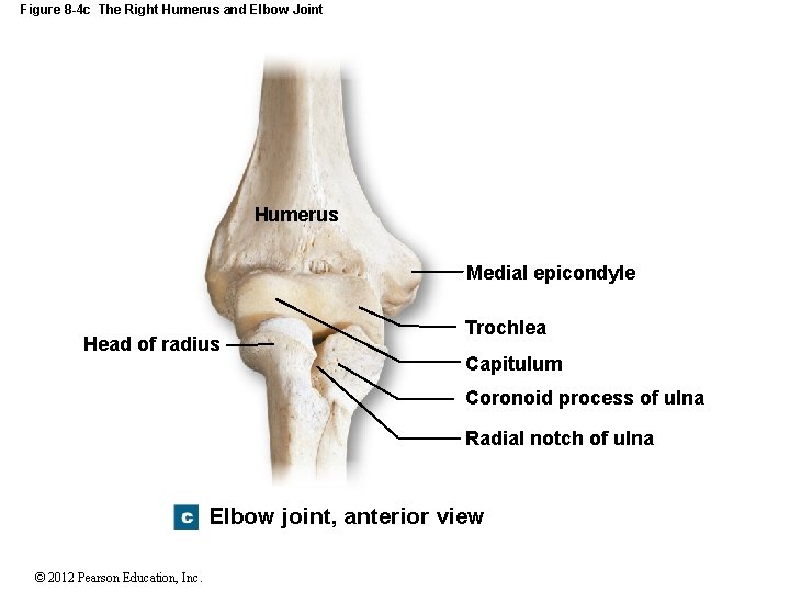 Figure 8 -4 c The Right Humerus and Elbow Joint Humerus Medial epicondyle Head