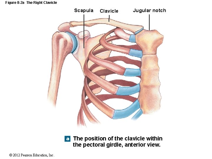 Figure 8 -2 a The Right Clavicle Scapula Clavicle Jugular notch The position of
