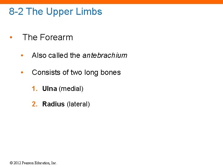 8 -2 The Upper Limbs • The Forearm • Also called the antebrachium • 8 -2 The Upper Limbs • The Forearm • Also called the antebrachium •