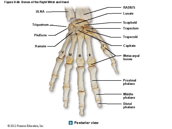 Figure 8 -6 b Bones of the Right Wrist and Hand RADIUS ULNA Lunate