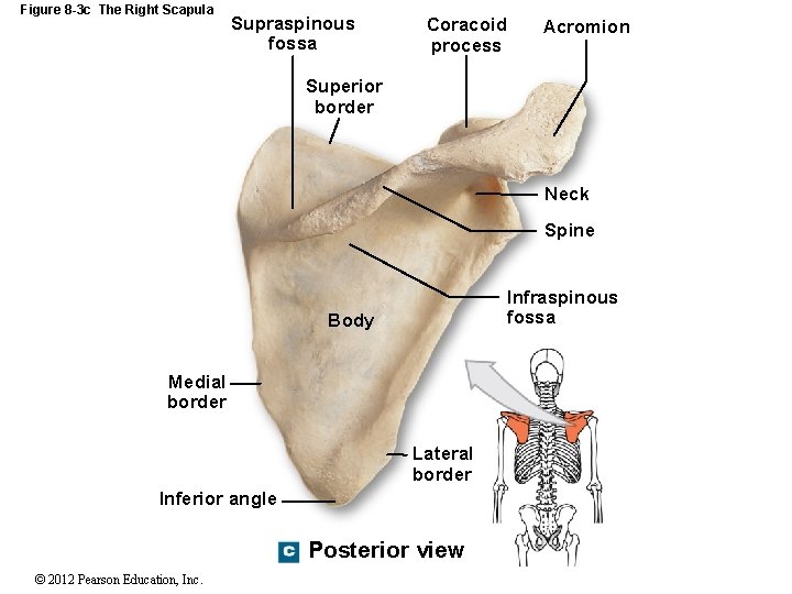 Figure 8 -3 c The Right Scapula Supraspinous fossa Coracoid process Acromion Superior border