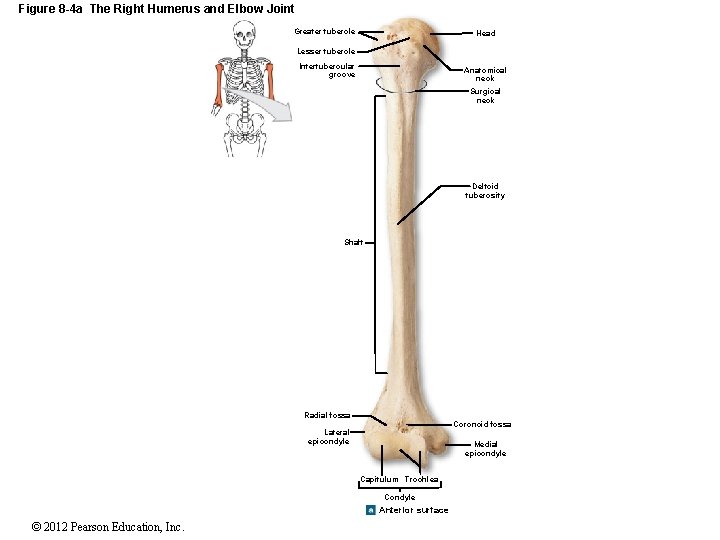 Figure 8 -4 a The Right Humerus and Elbow Joint Greater tubercle Head Lesser