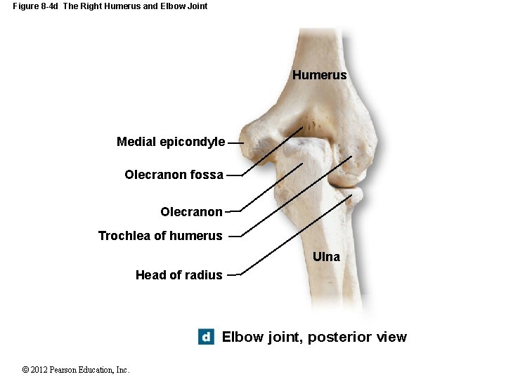 Figure 8 -4 d The Right Humerus and Elbow Joint Humerus Medial epicondyle Olecranon