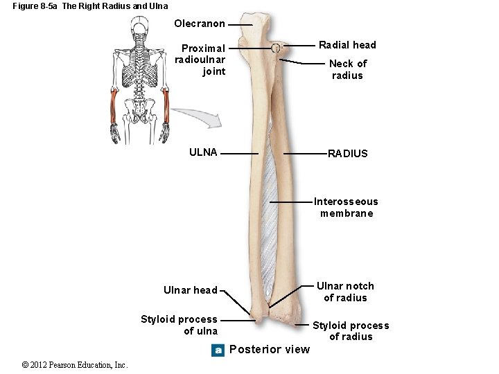 Figure 8 -5 a The Right Radius and Ulna Olecranon Radial head Proximal radioulnar