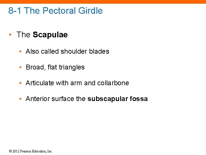 8 -1 The Pectoral Girdle • The Scapulae • Also called shoulder blades •