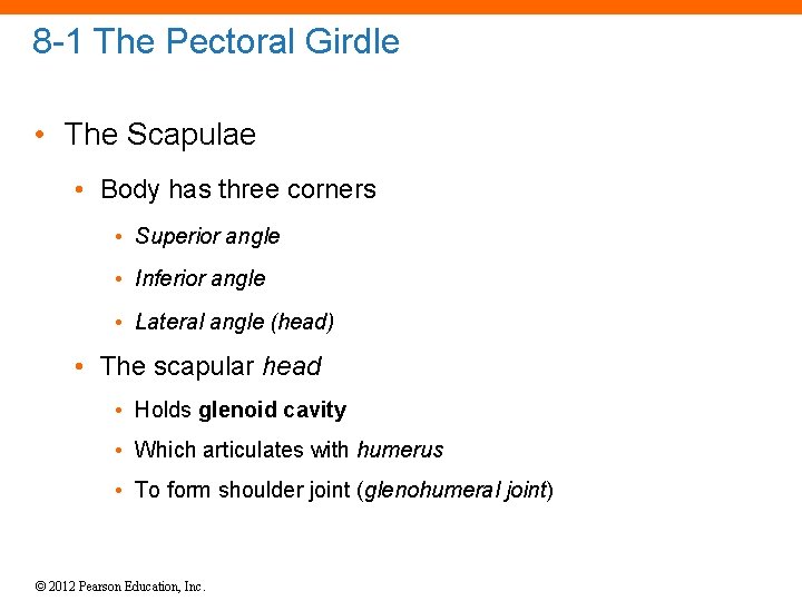 8 -1 The Pectoral Girdle • The Scapulae • Body has three corners •