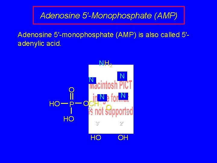 Adenosine 5'-Monophosphate (AMP) Adenosine 5'-monophosphate (AMP) is also called 5'adenylic acid. NH 2 N