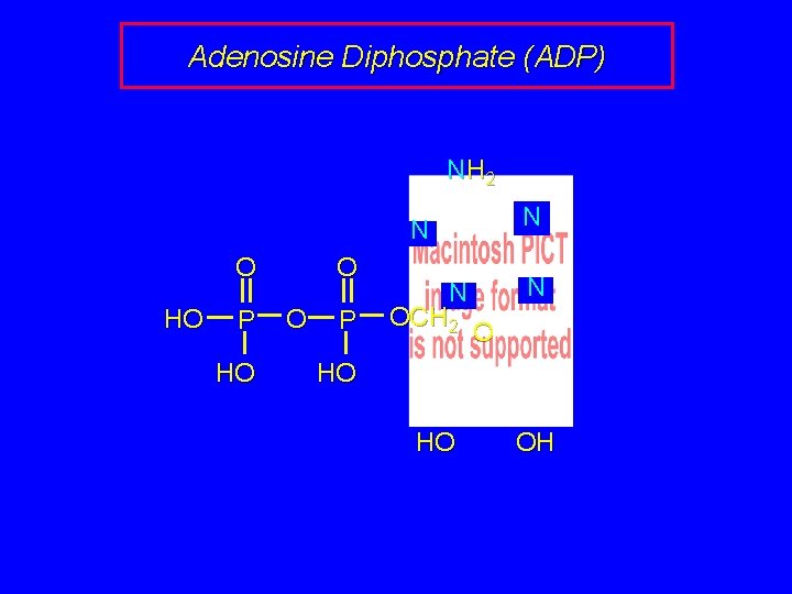 Adenosine Diphosphate (ADP) NH 2 N N O HO P HO O O P