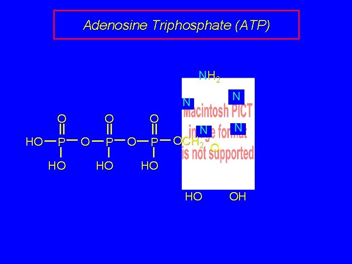 Adenosine Triphosphate (ATP) NH 2 N N O HO P HO O O P