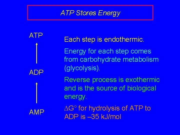 ATP Stores Energy ATP ADP AMP Each step is endothermic. Energy for each step