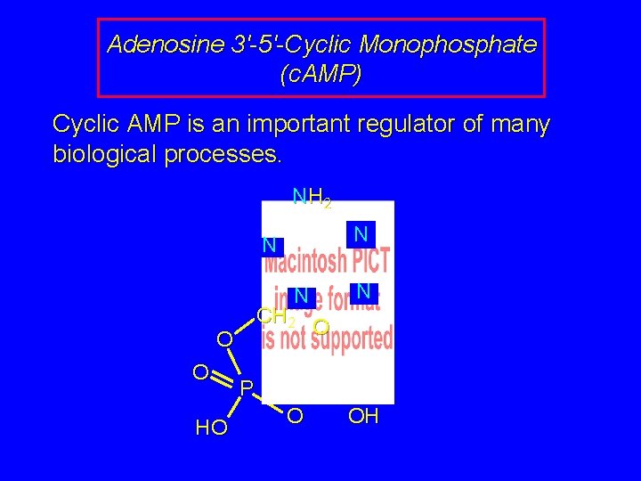 Adenosine 3'-5'-Cyclic Monophosphate (c. AMP) Cyclic AMP is an important regulator of many biological