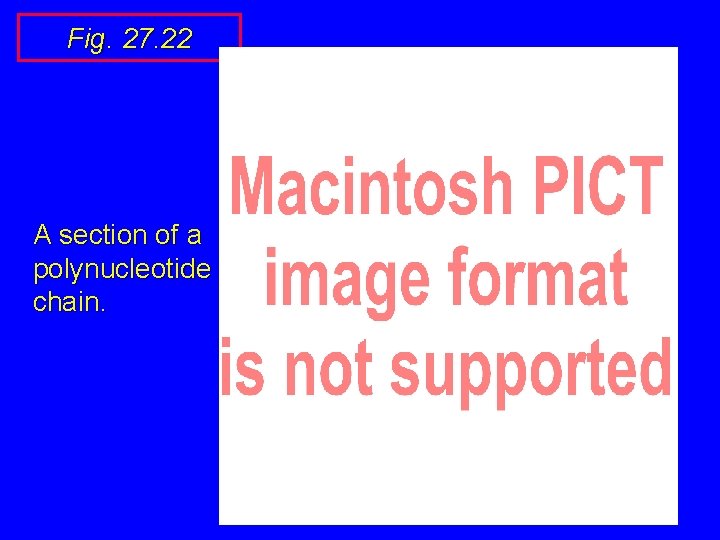 Fig. 27. 22 A section of a polynucleotide chain. 