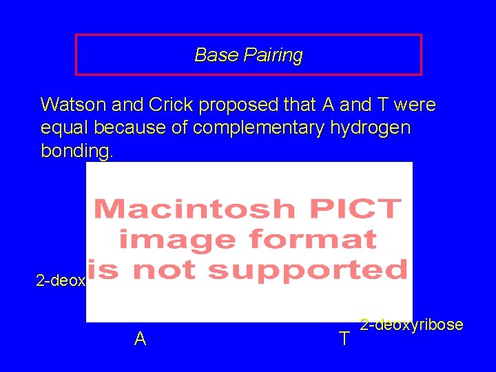 Base Pairing Watson and Crick proposed that A and T were equal because of